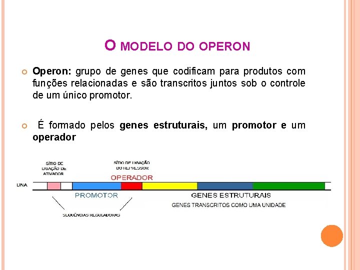 O MODELO DO OPERON Operon: grupo de genes que codificam para produtos com funções