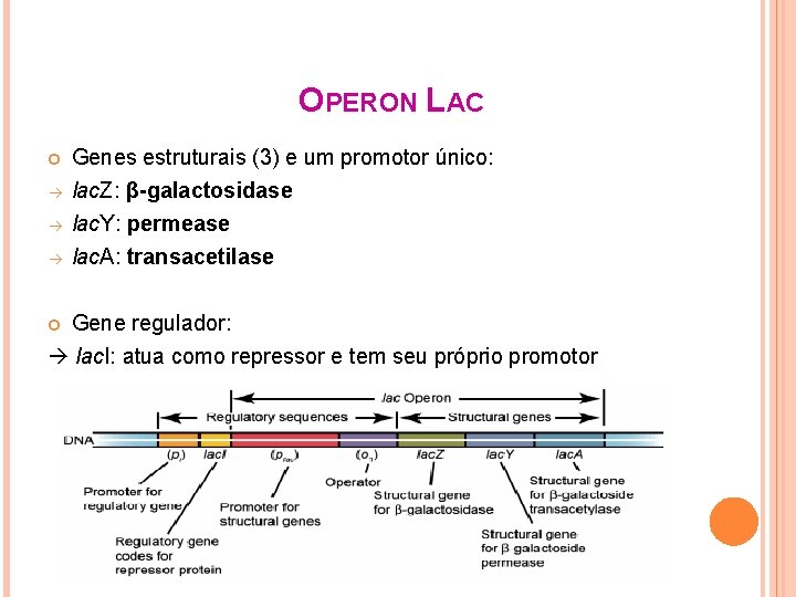 OPERON LAC Genes estruturais (3) e um promotor único: lac. Z: β-galactosidase lac. Y: