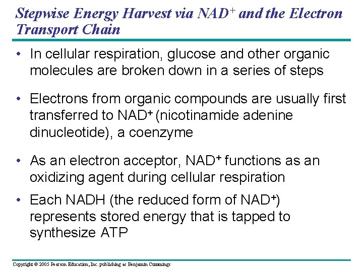 Stepwise Energy Harvest via NAD+ and the Electron Transport Chain • In cellular respiration,