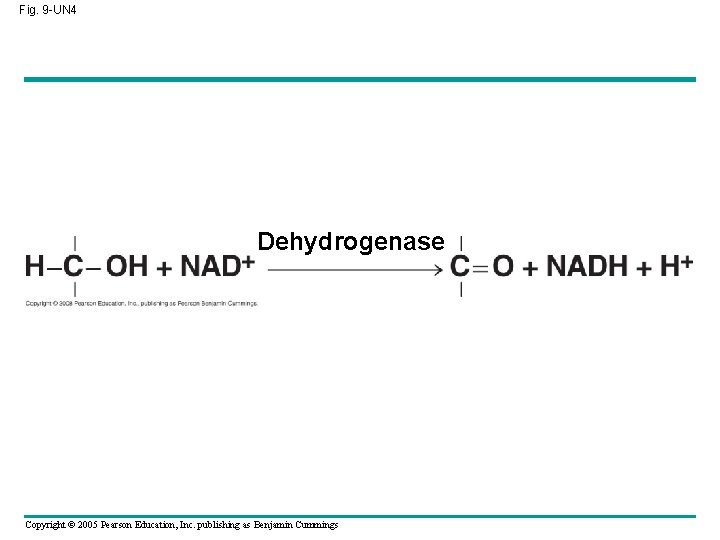 Fig. 9 -UN 4 Dehydrogenase Copyright © 2005 Pearson Education, Inc. publishing as Benjamin