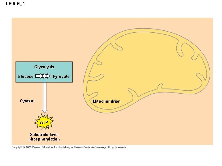 LE 9 -6_1 Glycolysis Pyruvate Glucose Cytosol Mitochondrion ATP Substrate-level phosphorylation 