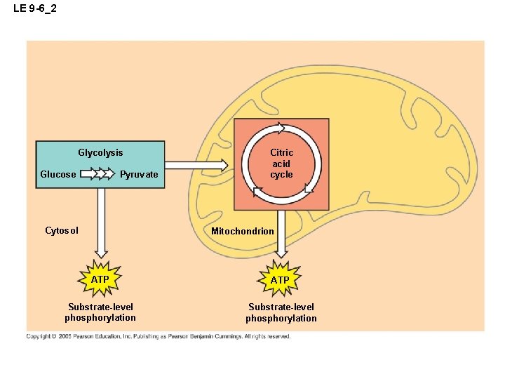 LE 9 -6_2 Glycolysis Pyruvate Glucose Cytosol Citric acid cycle Mitochondrion ATP Substrate-level phosphorylation