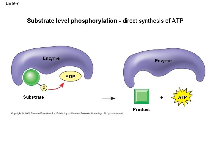 LE 9 -7 Substrate level phosphorylation - direct synthesis of ATP Enzyme ADP P