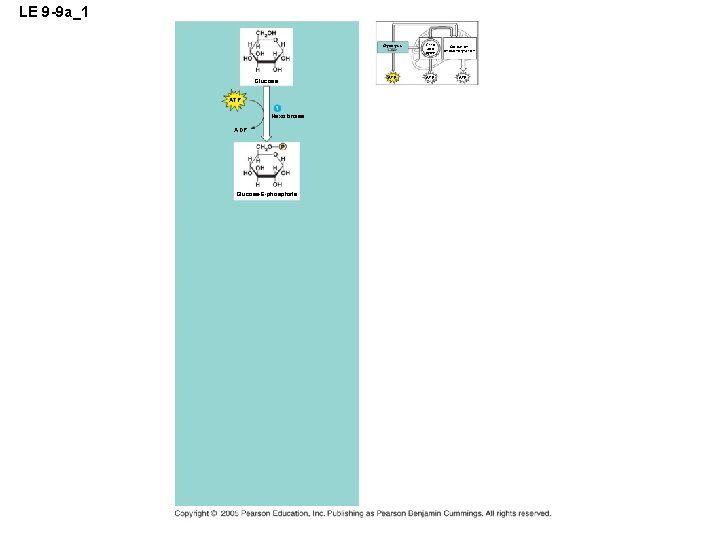 LE 9 -9 a_1 Glucose ATP Hexokinase ADP Glucose-6 -phosphate Glycolysis Citric acid cycle