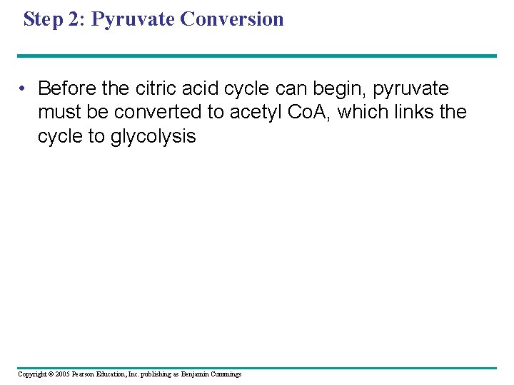 Step 2: Pyruvate Conversion • Before the citric acid cycle can begin, pyruvate must