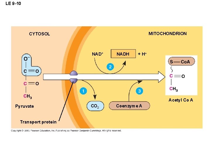 LE 9 -10 MITOCHONDRION CYTOSOL NAD+ NADH + H+ Acetyl Co A Pyruvate Transport