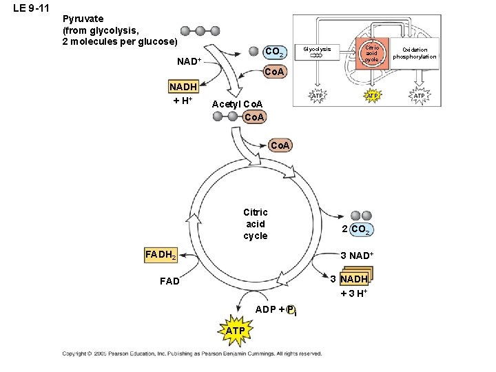 LE 9 -11 Pyruvate (from glycolysis, 2 molecules per glucose) CO 2 NAD+ NADH