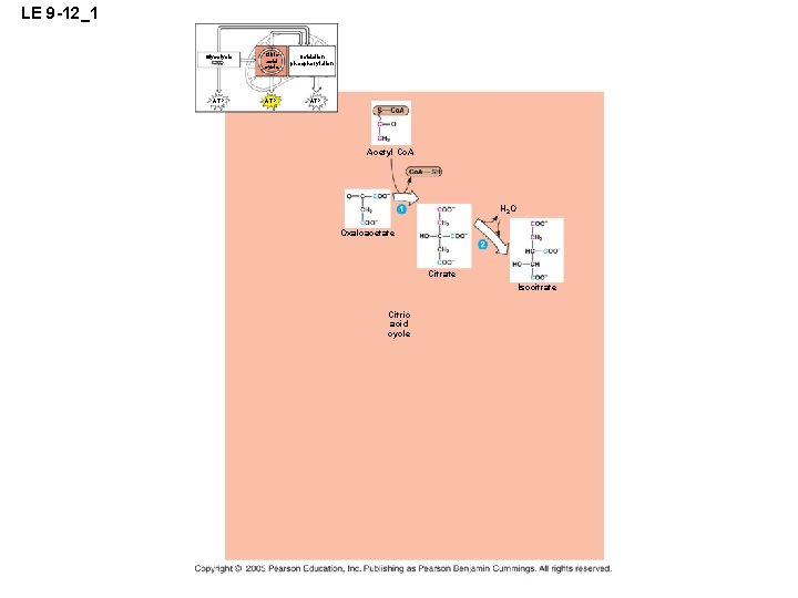 LE 9 -12_1 Glycolysis Citric acid cycle ATP Oxidation phosphorylation ATP Acetyl Co. A