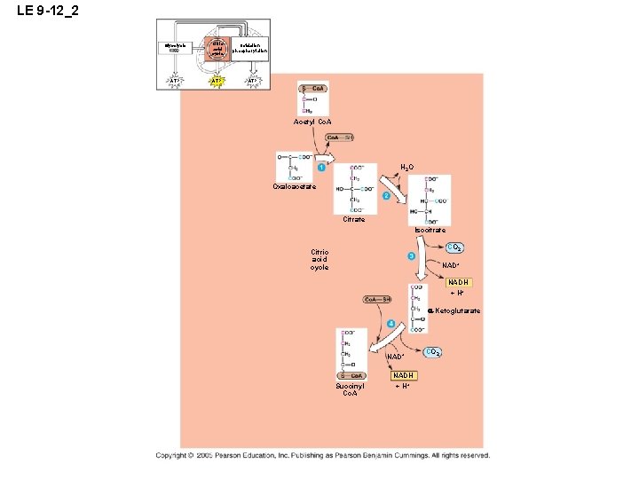 LE 9 -12_2 Glycolysis Citric acid cycle ATP Oxidation phosphorylation ATP Acetyl Co. A