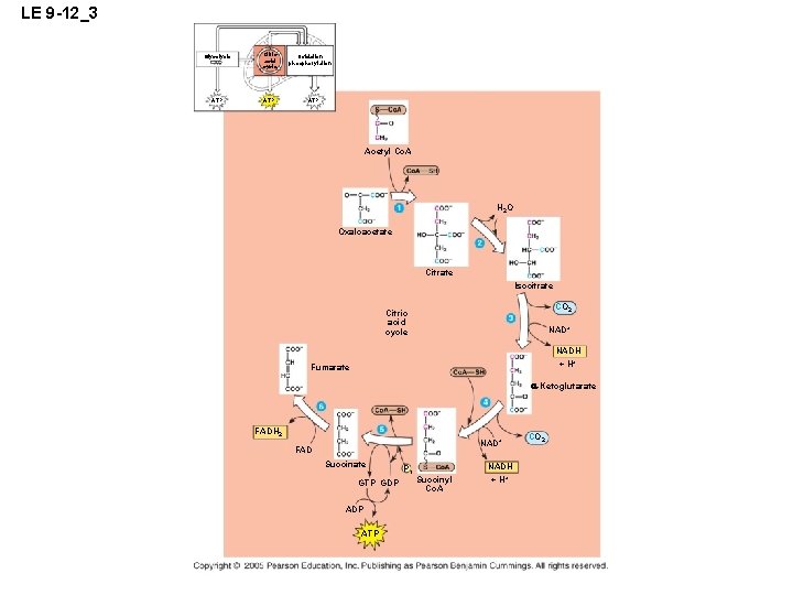 LE 9 -12_3 Glycolysis Citric acid cycle ATP Oxidation phosphorylation ATP Acetyl Co. A