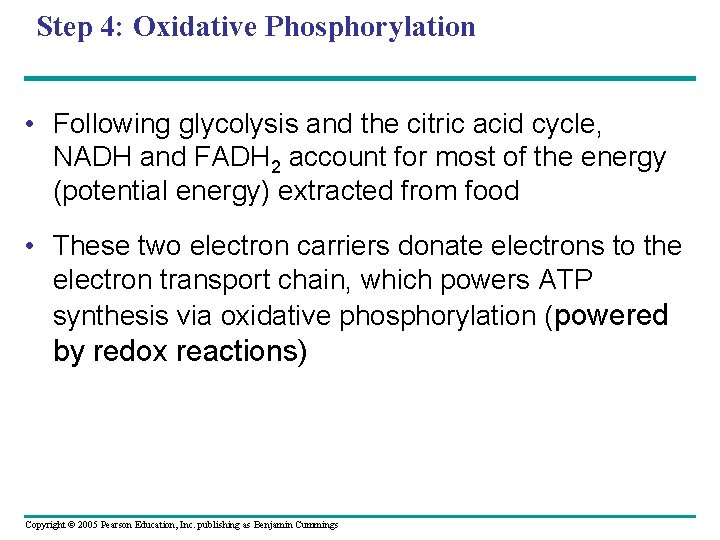 Step 4: Oxidative Phosphorylation • Following glycolysis and the citric acid cycle, NADH and