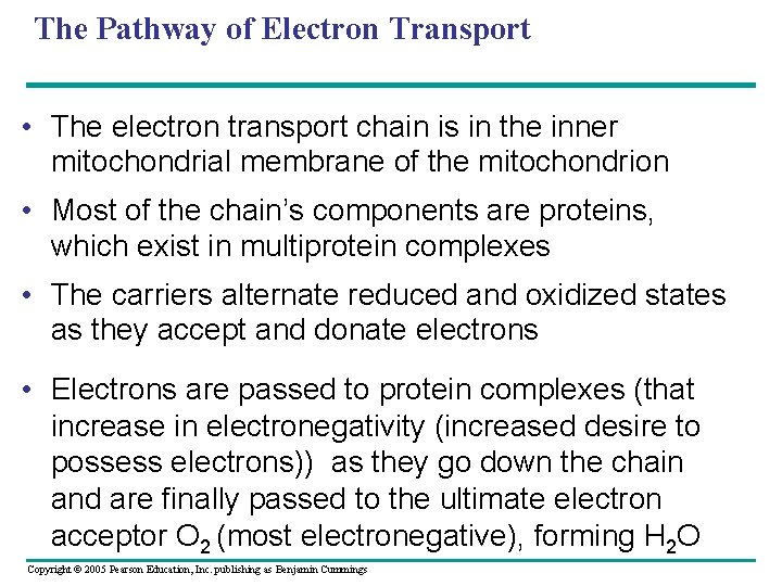 The Pathway of Electron Transport • The electron transport chain is in the inner