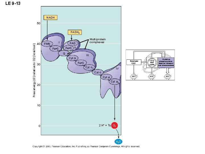 LE 9 -13 NADH 50 Free energy (G) relative to O 2 (kcal/mol) FADH