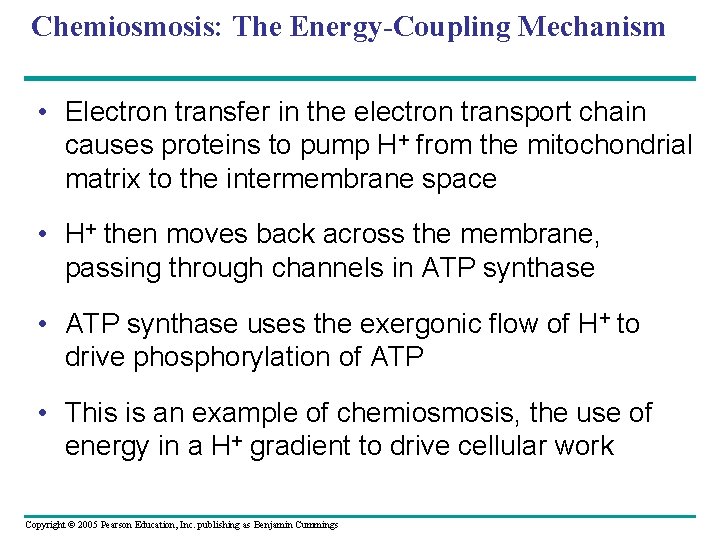 Chemiosmosis: The Energy-Coupling Mechanism • Electron transfer in the electron transport chain causes proteins