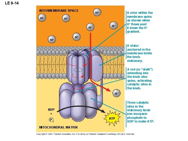 LE 9 -14 INTERMEMBRANE SPACE H+ H+ H+ A rotor within the membrane spins