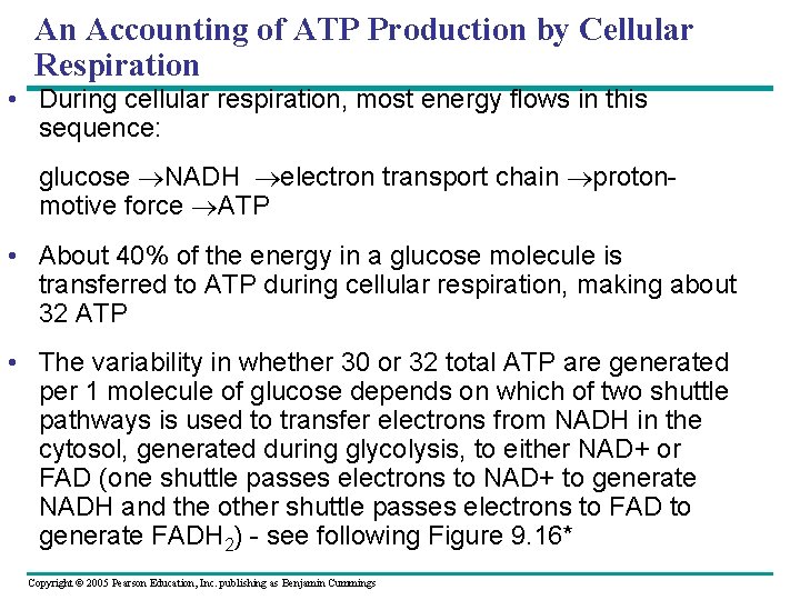An Accounting of ATP Production by Cellular Respiration • During cellular respiration, most energy