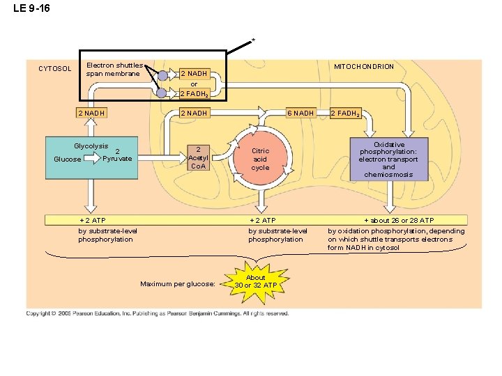 LE 9 -16 * Electron shuttles span membrane CYTOSOL 2 NADH Glycolysis Glucose 2