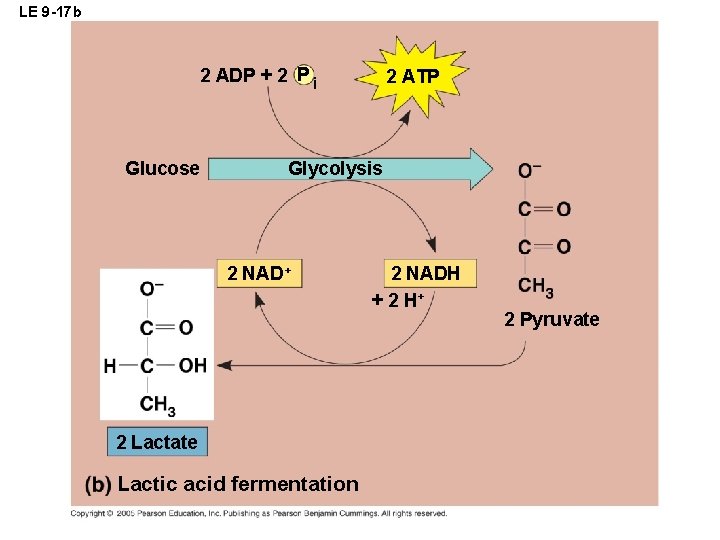 LE 9 -17 b 2 ADP + 2 P i Glucose 2 ATP Glycolysis