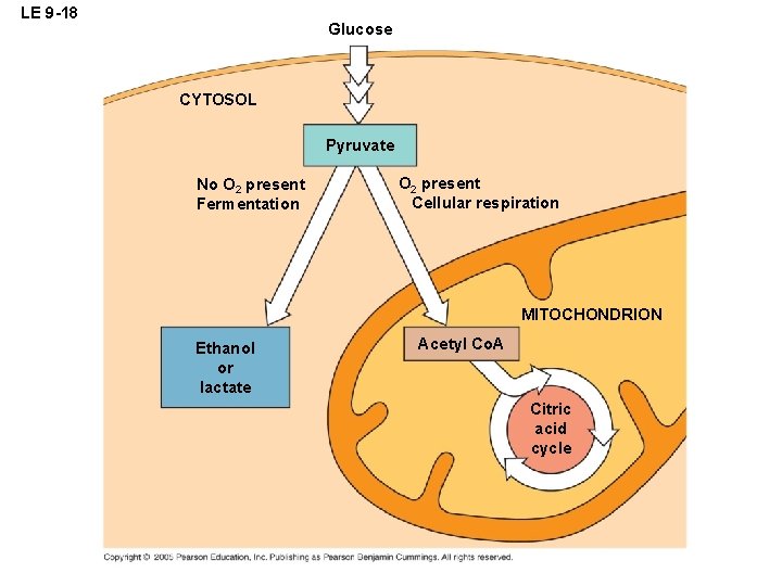 LE 9 -18 Glucose CYTOSOL Pyruvate No O 2 present Fermentation O 2 present