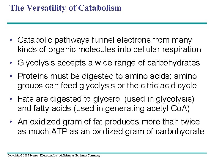 The Versatility of Catabolism • Catabolic pathways funnel electrons from many kinds of organic