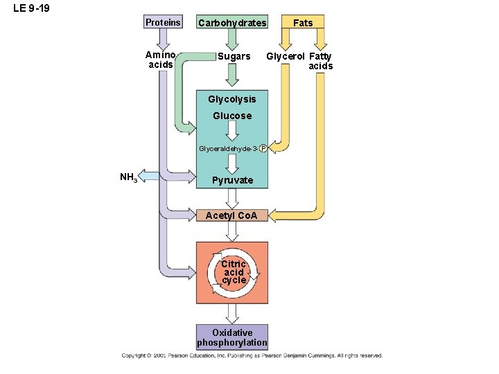 LE 9 -19 Proteins Carbohydrates Amino acids Sugars Glycerol Fatty acids Glycolysis Glucose Glyceraldehyde-3