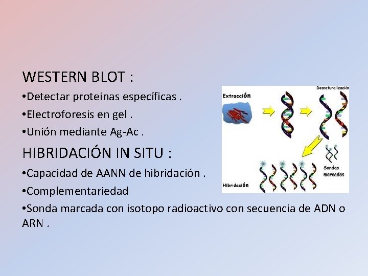 WESTERN BLOT : • Detectar proteinas específicas. • Electroforesis en gel. • Unión mediante WESTERN BLOT : • Detectar proteinas específicas. • Electroforesis en gel. • Unión mediante