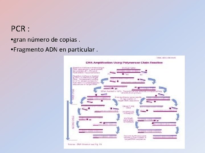 PCR : • gran número de copias. • Fragmento ADN en particular. PCR : • gran número de copias. • Fragmento ADN en particular.