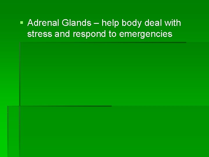 § Adrenal Glands – help body deal with stress and respond to emergencies 