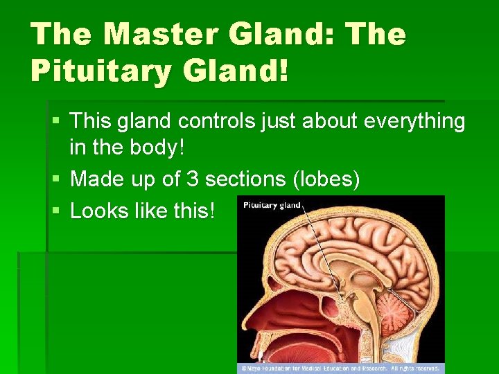 The Master Gland: The Pituitary Gland! § This gland controls just about everything in