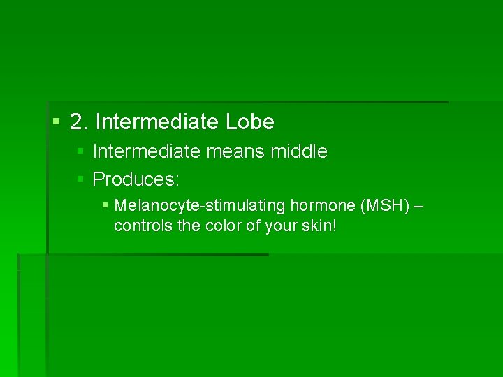 § 2. Intermediate Lobe § Intermediate means middle § Produces: § Melanocyte-stimulating hormone (MSH)