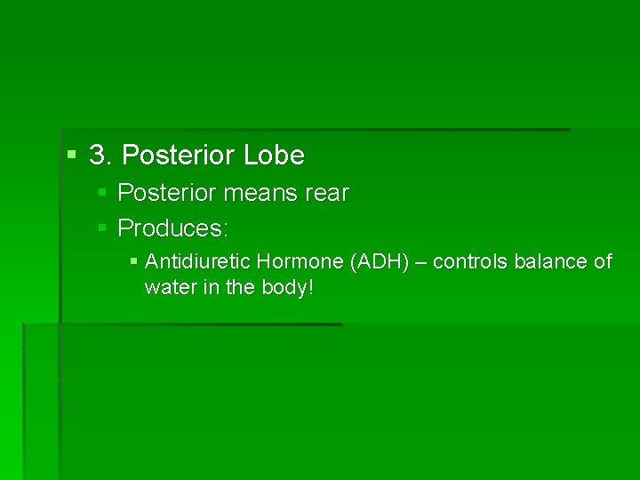 § 3. Posterior Lobe § Posterior means rear § Produces: § Antidiuretic Hormone (ADH)