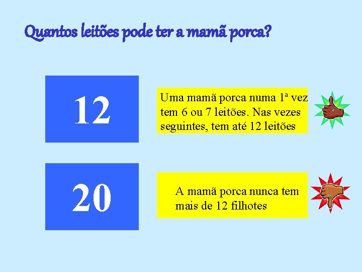 Quantos leitões pode ter a mamã porca? 12 Uma mamã porca numa 1ª vez