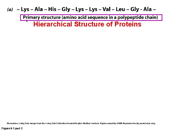 Hierarchical Structure of Proteins Figure 6 -1 part 2 