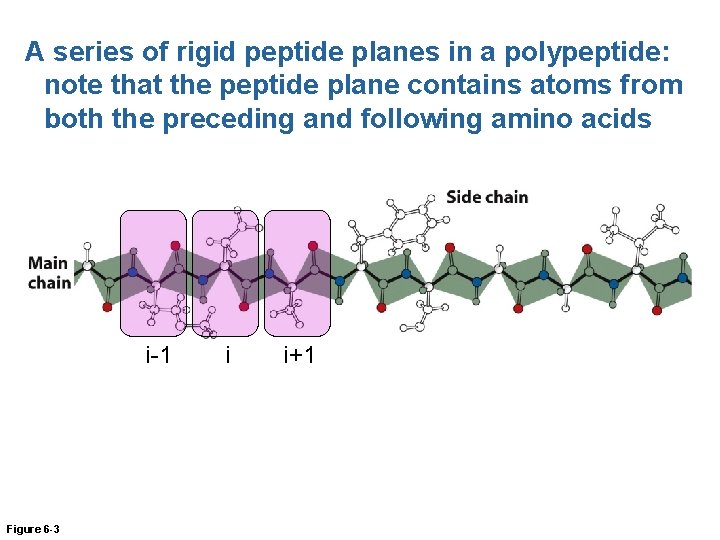 A series of rigid peptide planes in a polypeptide: note that the peptide plane