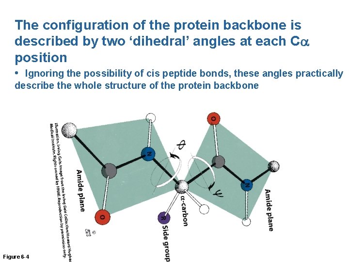 The configuration of the protein backbone is described by two ‘dihedral’ angles at each