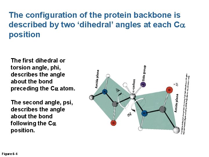 The configuration of the protein backbone is described by two ‘dihedral’ angles at each