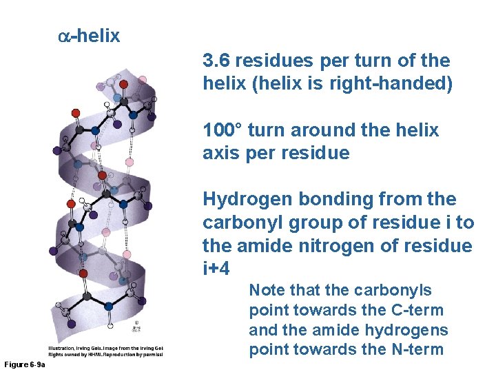 a-helix 3. 6 residues per turn of the helix (helix is right-handed) 100° turn