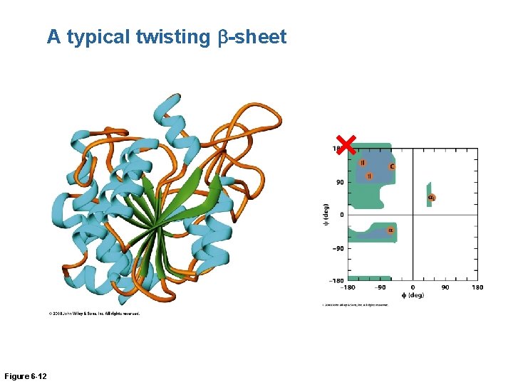 A typical twisting b-sheet Figure 6 -12 