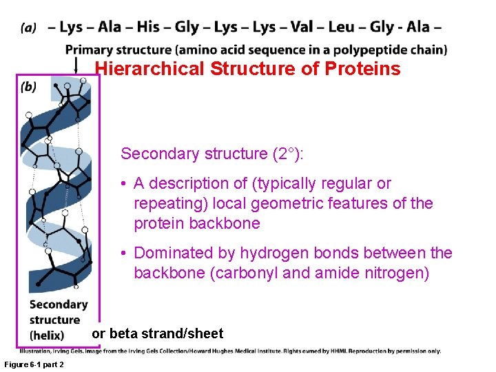 Hierarchical Structure of Proteins Secondary structure (2°): • A description of (typically regular or