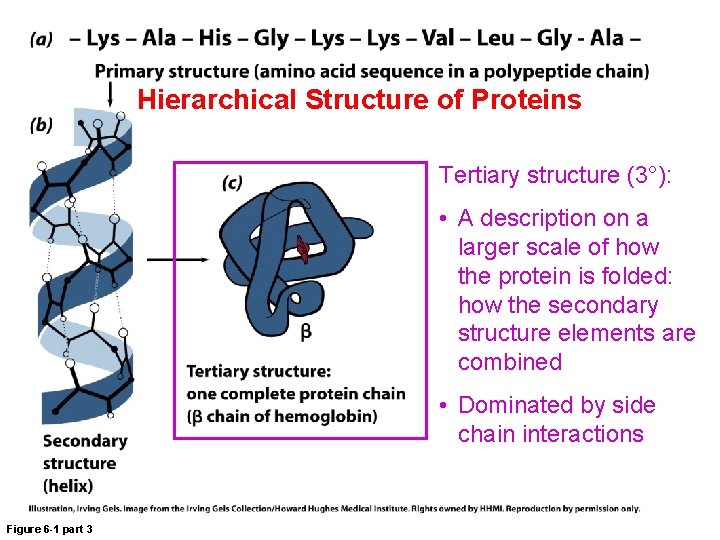 Hierarchical Structure of Proteins Tertiary structure (3°): • A description on a larger scale
