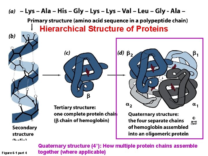 Hierarchical Structure of Proteins Figure 6 -1 part 4 Quaternary structure (4°): How multiple