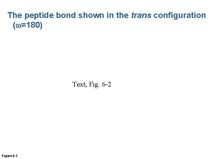 The peptide bond shown in the trans configuration (w=180) Text, Fig. 6 -2 Figure