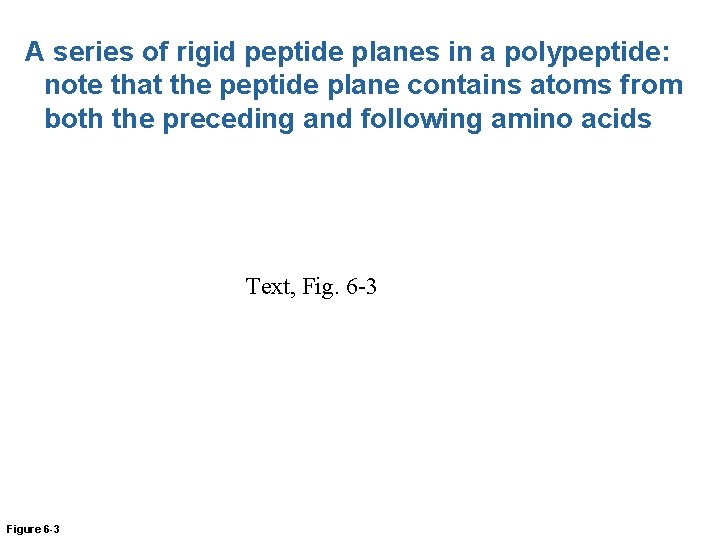 A series of rigid peptide planes in a polypeptide: note that the peptide plane