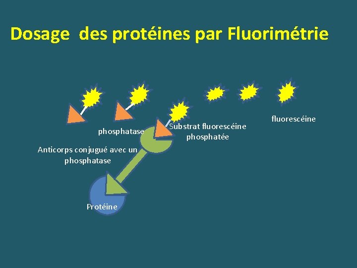 Dosage des protéines par Fluorimétrie phosphatase Anticorps conjugué avec un phosphatase Protéine Substrat fluorescéine