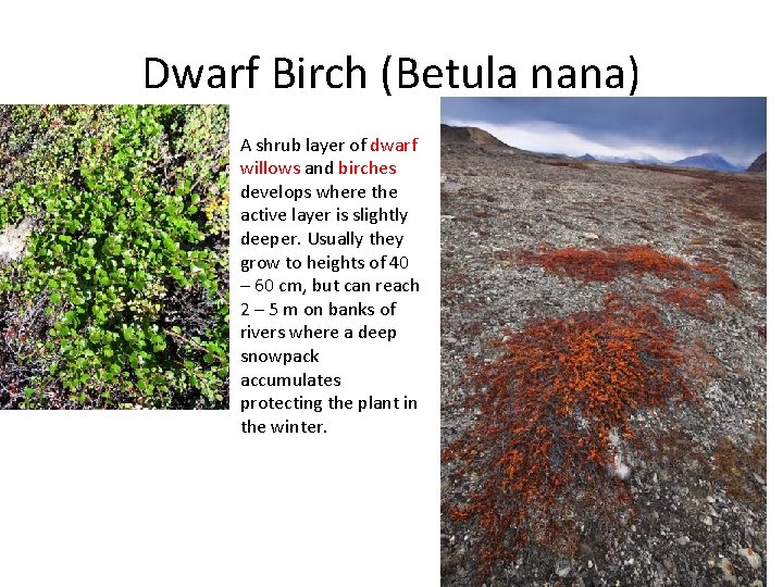 Dwarf Birch (Betula nana) A shrub layer of dwarf willows and birches develops where