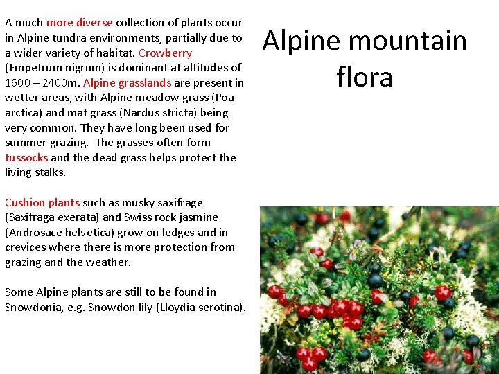 A much more diverse collection of plants occur in Alpine tundra environments, partially due