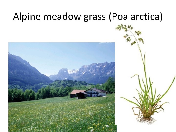 Alpine meadow grass (Poa arctica) 