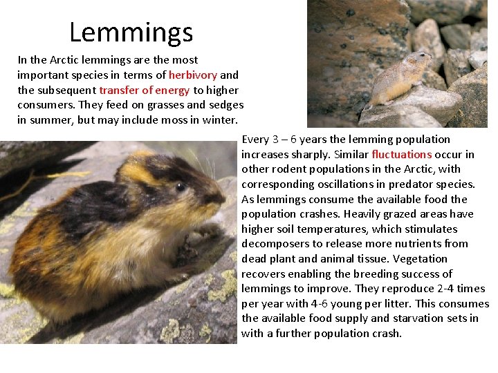 Lemmings In the Arctic lemmings are the most important species in terms of herbivory