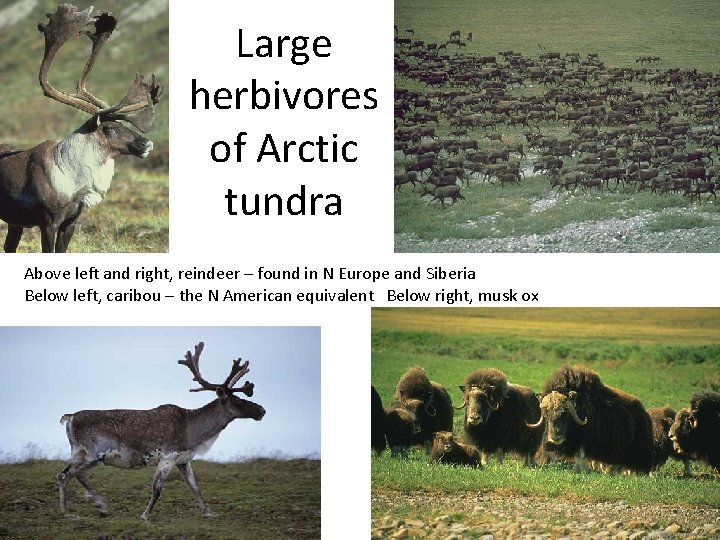 Large herbivores of Arctic tundra Above left and right, reindeer – found in N