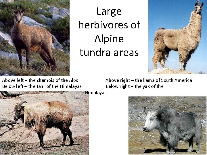 Large herbivores of Alpine tundra areas Above left – the chamois of the Alps